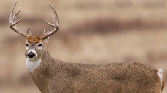 The 5 Best States to Hunt White Tail Deer