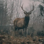 Best Rangefinders for Deer Season 2022